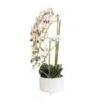 Orhidee cu aspect natural in ghiveci ceramic alb, diametru 22cm, H 70 cm / CD5147_Alb-grena - imagine 3